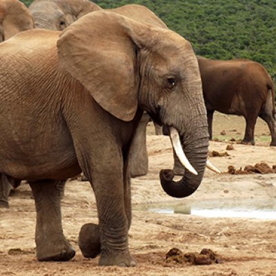 Elephant herd in Addo Elephant National Park. Photo by Rory Biggs.